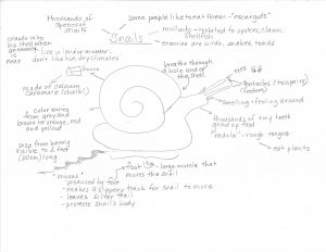 Snail Mind Map